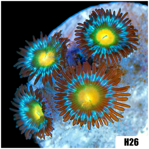 Gator Eyes Zoanthids