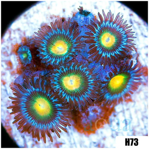 Gator Eyes Zoanthids