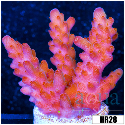ASD Unicorn Bubblebath Acropora