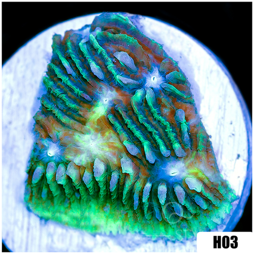 Toxic Current Chalice
