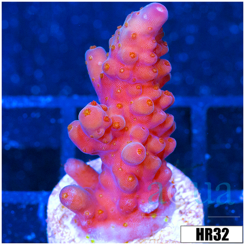 ASD Unicorn Bubblebath Acropora