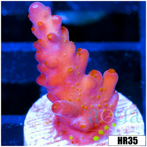 ASD Unicorn Bubblebath Acropora