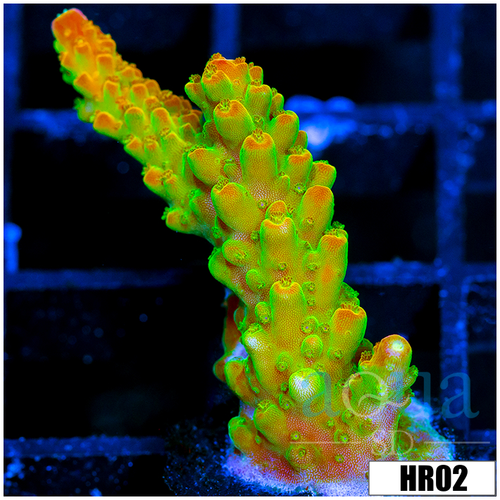 ASd Paletta Pink Tips Acropora