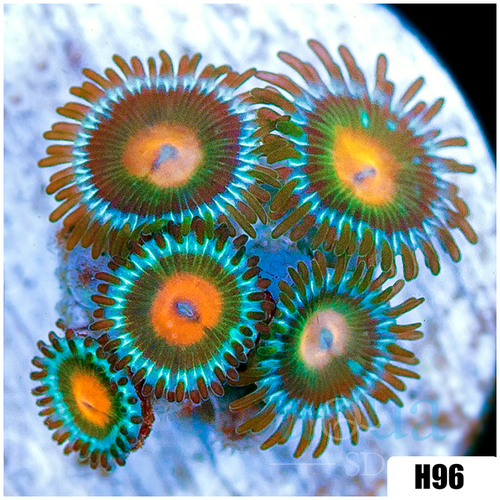 Gator Eyes Zoanthids