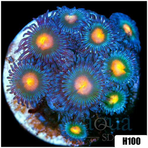 Gator Eyes Zoanthids