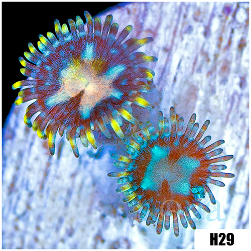 Laser Lemon Zoanthids