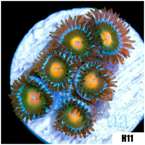 Gator Eyes Zoanthids