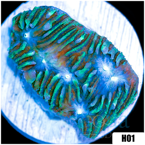 Toxic Current Chalice