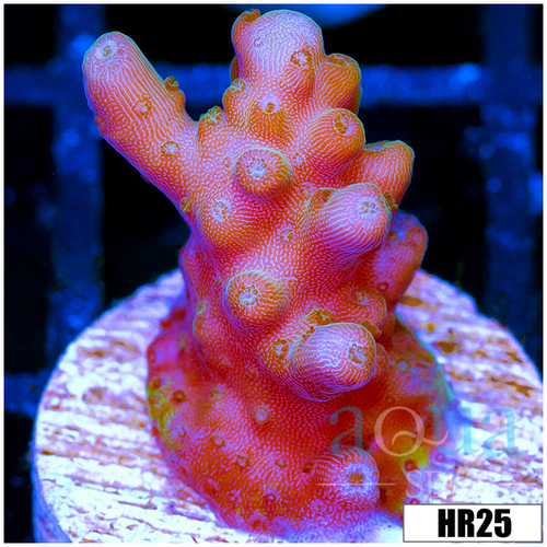 ASD Unicorn Bubblebath Acropora