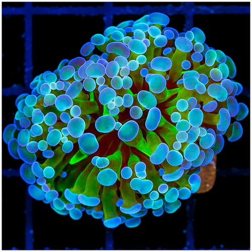 ASD Radiant Snowstorm Hammer
