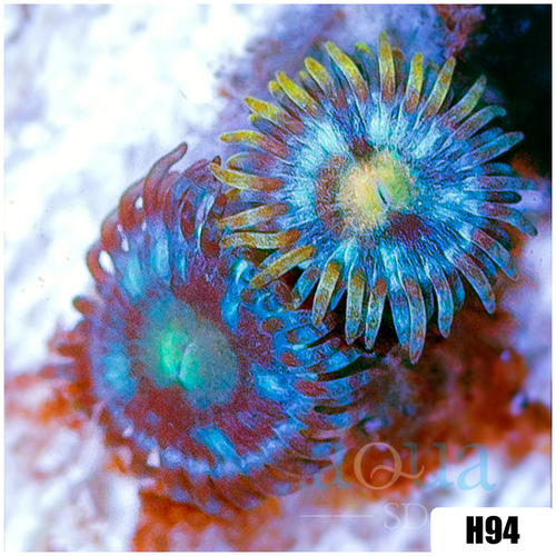 Laser Lemon Zoanthids