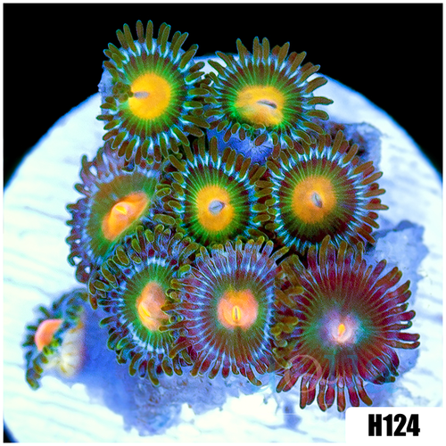 Gator Eyes Zoanthids