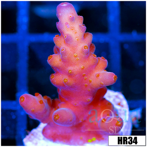 ASD Unicorn Bubblebath Acropora