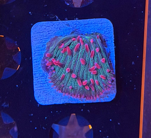 ASD Shortcake Diaseris Plate Coral