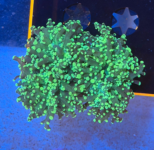 Indo Neon Frogspawn
