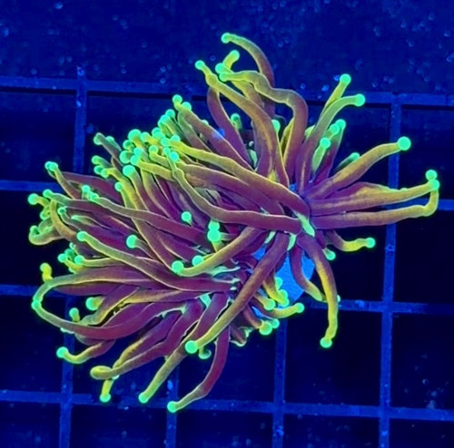 ASD Hellfire Torch
