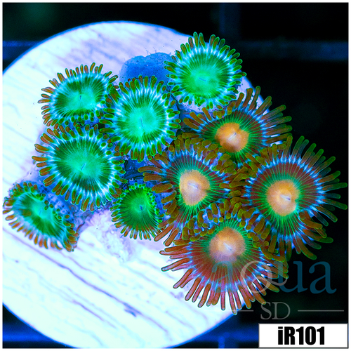 ASD Combo Zoanthids