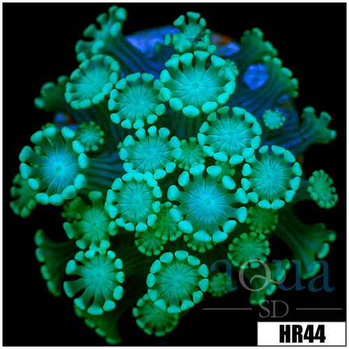 Green Petals Alveopora