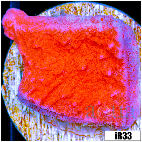 Orange Plating Monti
