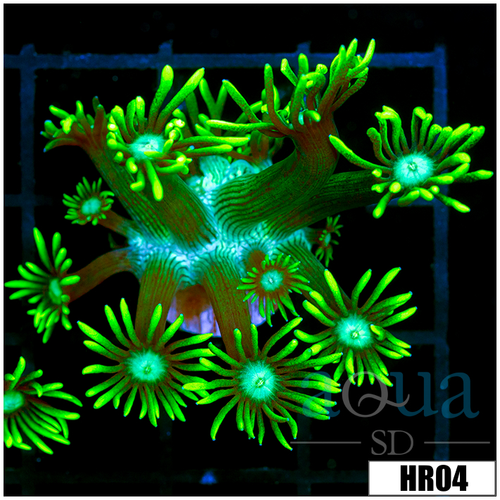 Neon Star Goni
