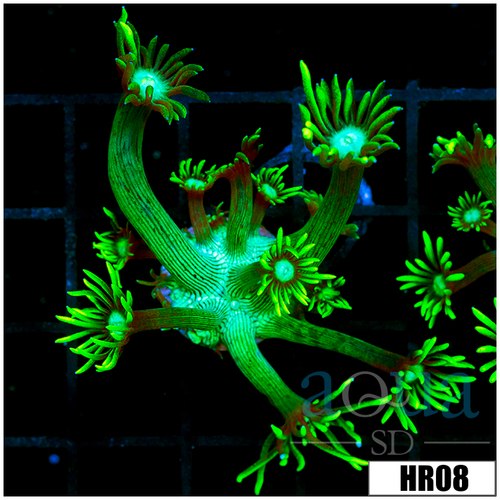 Neon Star Goni