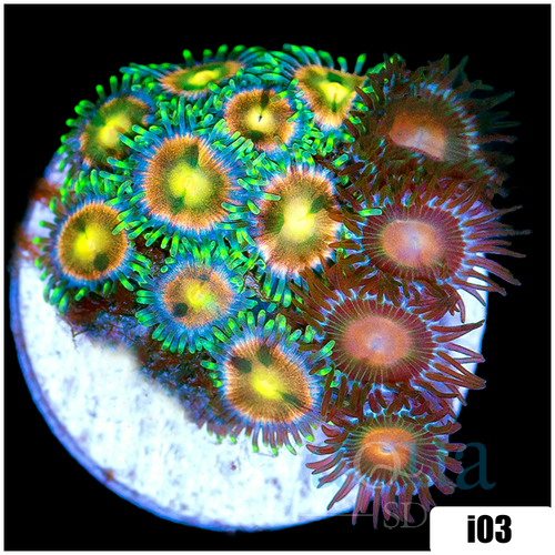 ASD Combo Zoanthids