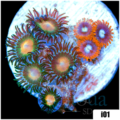 ASD Combo Zoanthids