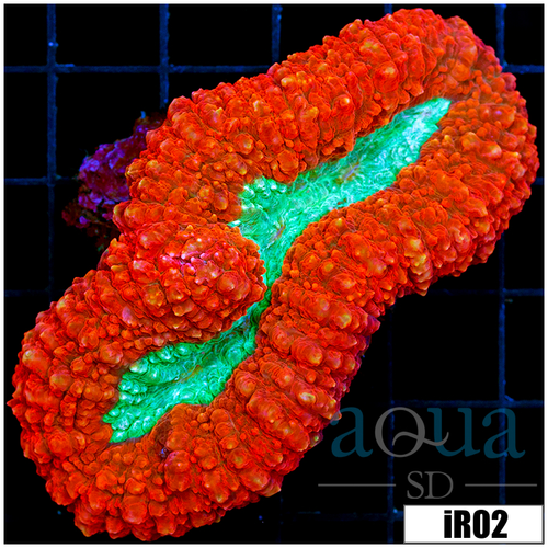 Lava Rim Symphyllia