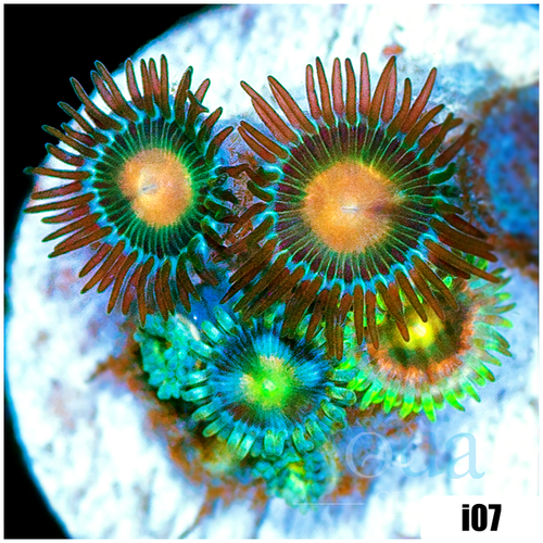 ASD Combo Zoanthids