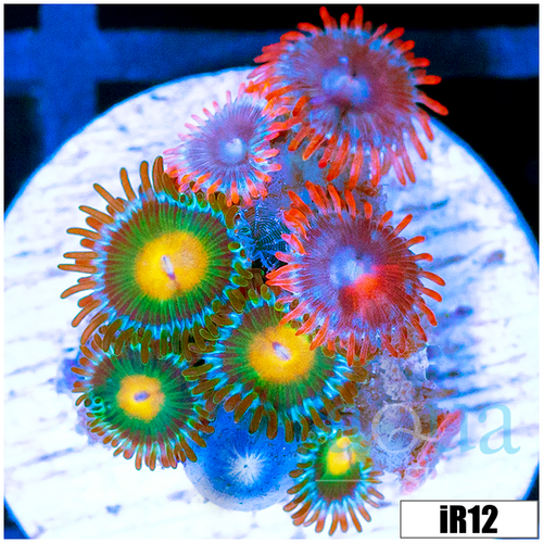 ASD Combo Zoanthids