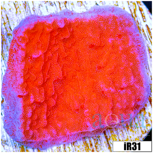 Orange Plating Monti