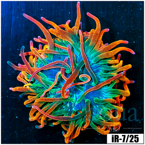ASD Large Homegrown Rainbow Anemone