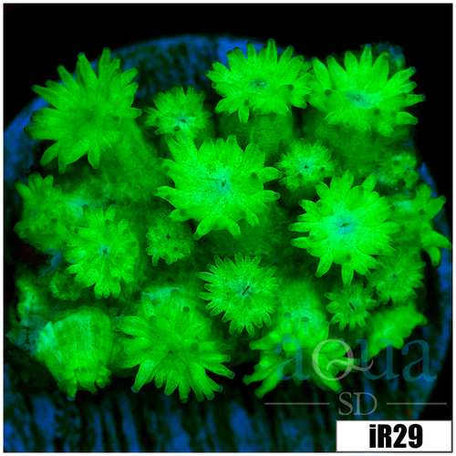 Neon Goniopora