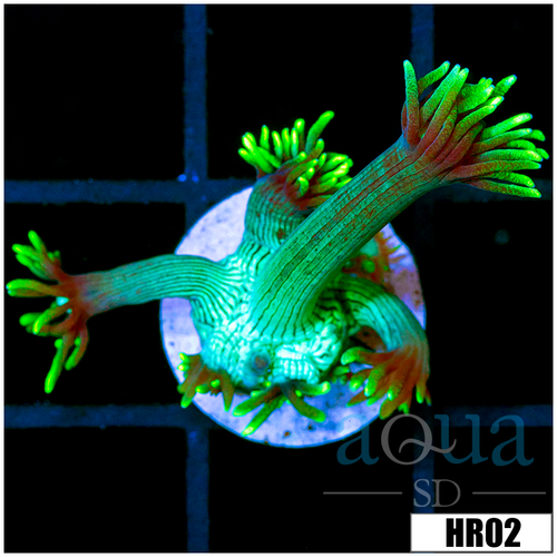Neon Star Goni