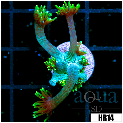 Neon Star Goni