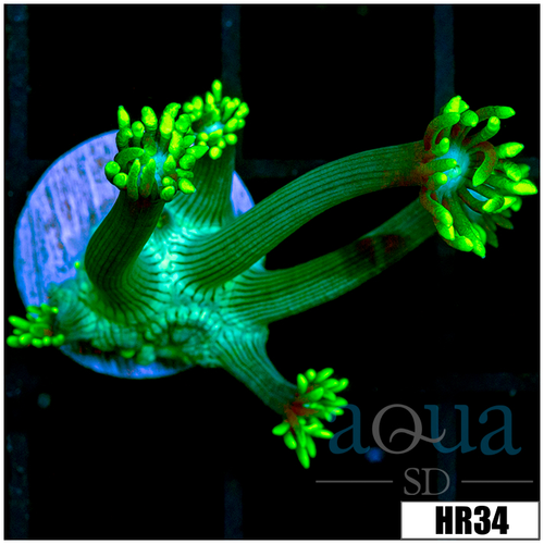 Neon Star Goni