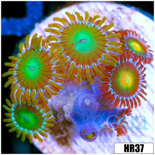 ASD Combo Zoanthids