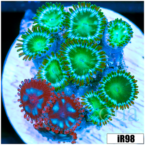 ASD Combo Zoanthids
