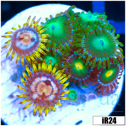 ASD Combo Zoanthids