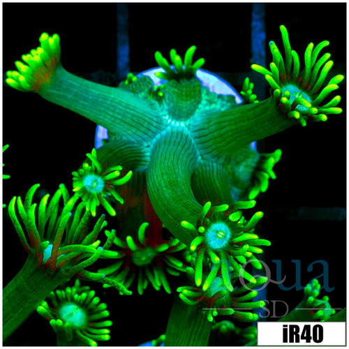 Neon Star Goni