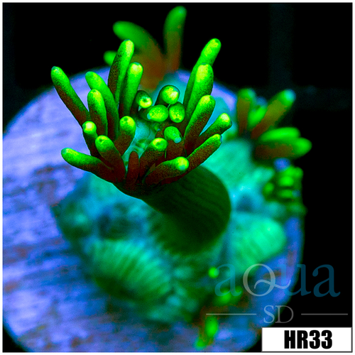 Neon Star Goni
