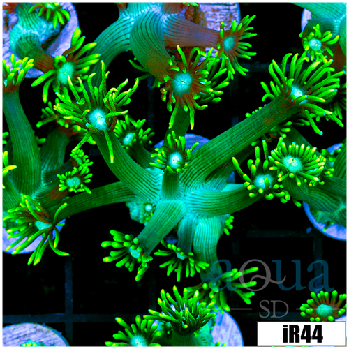 Neon Star Goni