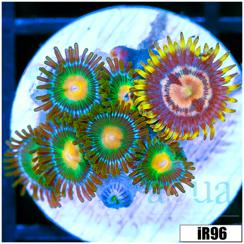 ASD Combo Zoanthids