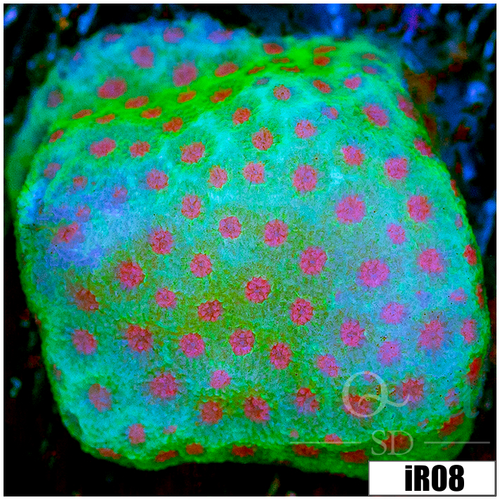 Strawberry Feilds Montipora