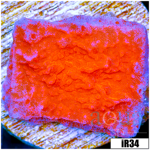 Orange Plating Monti
