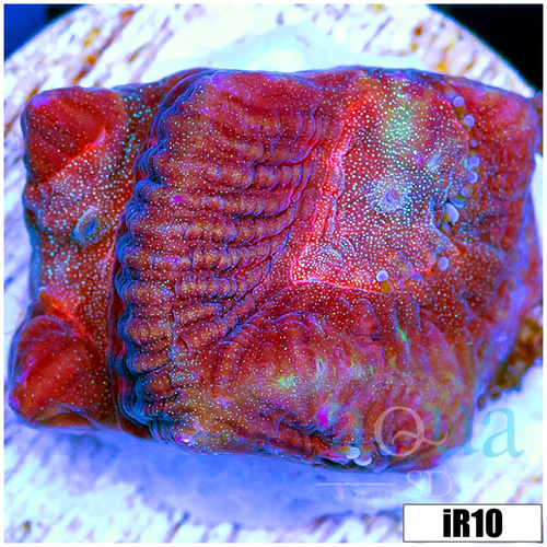 Pink Desire Favia