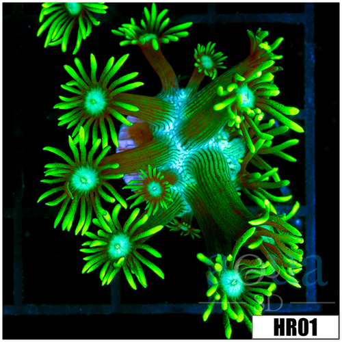 Neon Star Goni