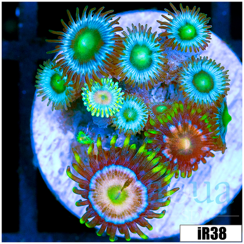 ASD Combo Zoanthids