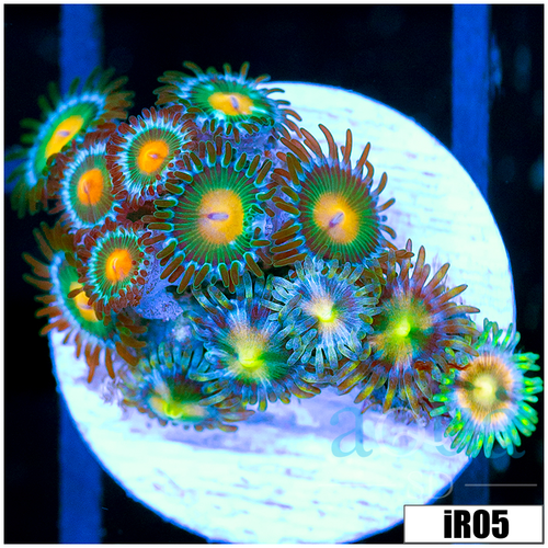 ASD Combo Zoanthids