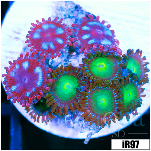 ASD Combo Zoanthids